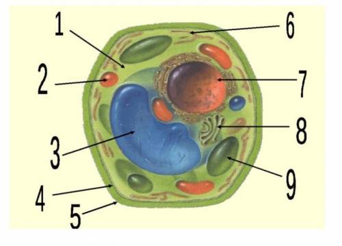1.Определите 9 основных компонента клеток. Назовите номера на рисунке.​