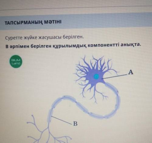 Суретте жүйке жасушасы берілген ответ ​