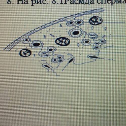 На рис. На картинке показан источник стадии сперматогенеза. а) Определите ячейку, обозначенную букво