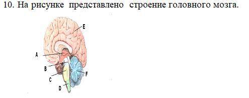 На рисункепредставлено строение головного мозга определите структуру под буквой F какую функцию он в