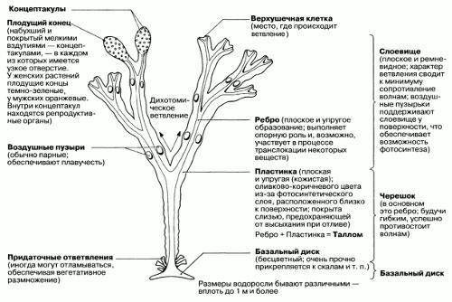 Строение водоросли хорактерисует