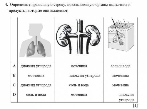 Определите правильную строку, показывающую органы выделения и продукты, которые они выделяют. A диок