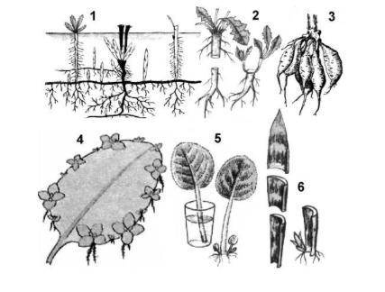 Задание 2. «Размножение корнями и листьями» Рассмотрите рисунок и ответьте на вопросы: 1. Какие разм