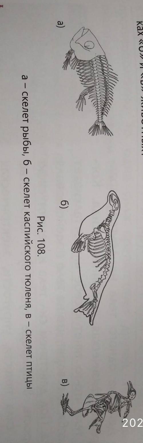 1. Чем схожи скелеты животных и чем они отличаются друг от друга? 2. Какие особенности скелетов рыбы