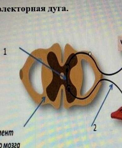 Ниже показана рефлекторная дуга а)Какой нейронов показано под цифрой 1? б) Какую функцию выполняет д