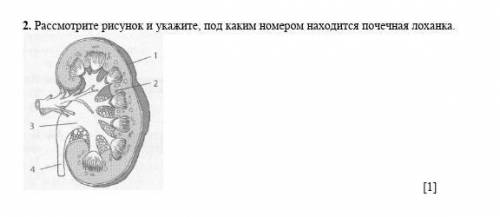 2. Рассмотрите рисунок и укажите, под каким номером находится почечная лоханка.​