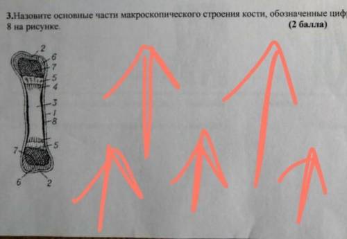 Назовите основные части макроксклиматического строение кости , обозначенные цифрами 1-8 на рисунке ​