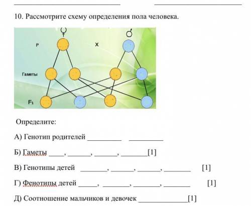 Рассмотрите схему определение пола человека