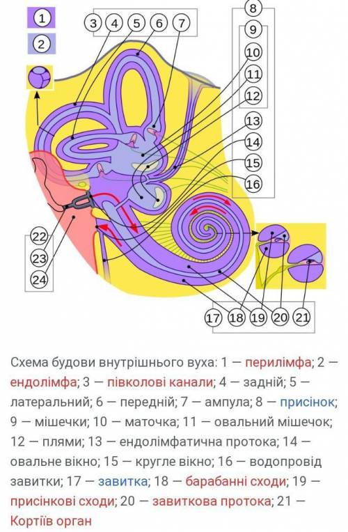 З чого складається внутрішнє вухо?​