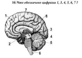 Что обозначено цифрами 1,2,3,4,5,6,7?