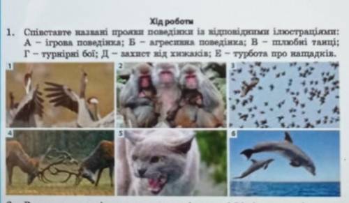 1. Співставте нязвані прояви поведінки із відповідними ілюстрація: А – ігрова поведінкя; Б – агресив