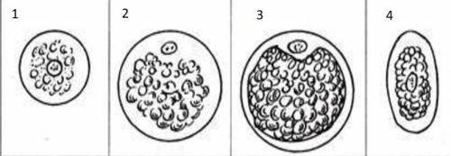 Яйцеклетки: 1 - млекопитающего, человека; 2 - земноводных; 3 - птиц; 4 - насекомых. Вопрос: какая че