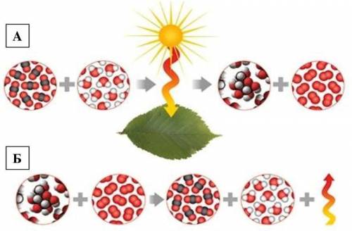 Как называется процесс, обозначенный буквой А? 1) Дыхание 2) Горение 3) Фотосинтез