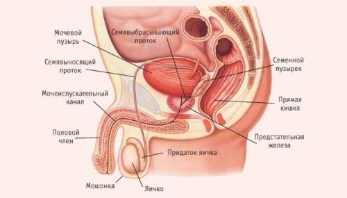 Строение полового члена​ если можно то и фото тоже