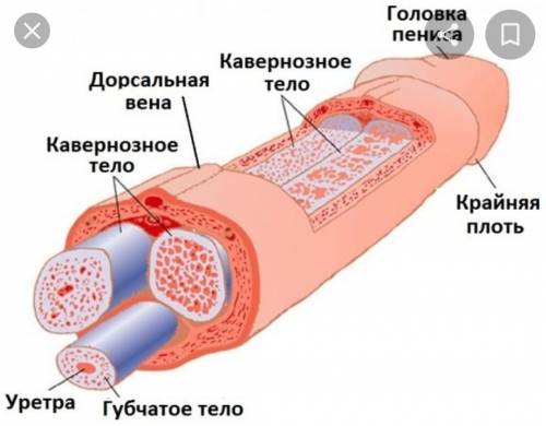 Строение полового члена​ если можно то и фото тоже