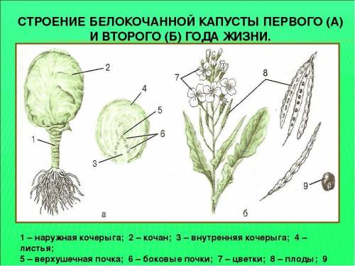 Опишите в таблице строение цветков и плодов семейства Крестоцветные (Капустные) на примере двух раст