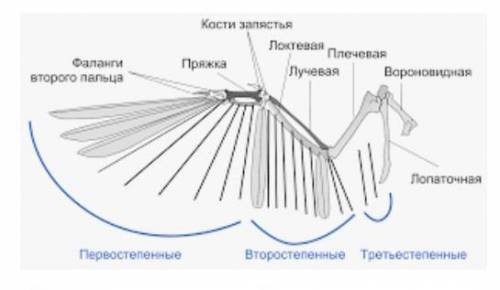 ответьте на вопросы 1) почему птицы летают несмотря на гравитацию2) опишите строение крыла птицы3) п