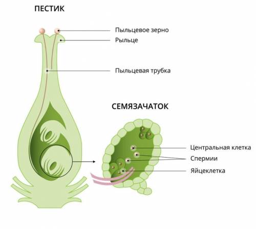 На рисунке представлен в виде схемы один из процессов жизнедеятельности растений. Рассмотри схему и