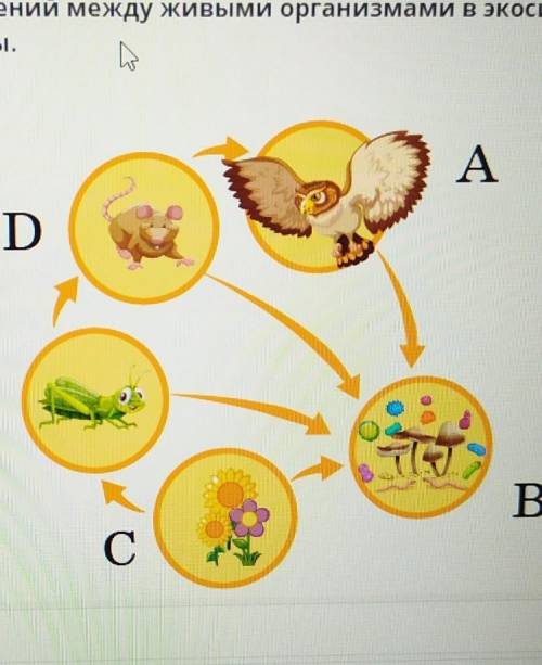 Используя схему взаимоотношений между живыми организмами в экосистеме, определи, какой буквой обозна