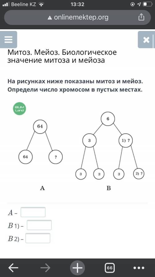 На рисунках ниже показаны митоз и мейоз. Определи число хромосом в пустых местах