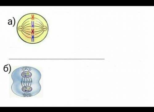 А) На рисунке показано митотическое деление клетки. Определите период митоза по картинкеб) На рисунк
