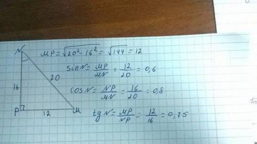 В прямоугольном треугольнике MNP угол P прямой угол M 44 градуса, NP 12 см. Найти длину стороны ,жел