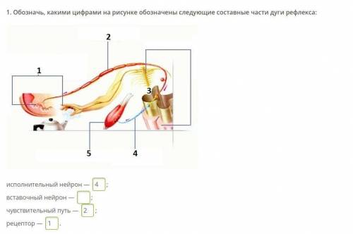 Обозначь, какими цифрами на рисунке обозначены следующие составные части дуги рефлекса: