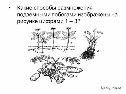 Какие размножения подземными побегами изображены рисунке цифрами ПРИВЕДИТЕ ПРИМЕРЫ РАСТЕНИЙ