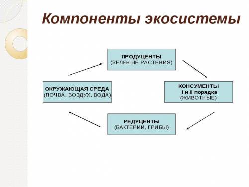 Какие компоненты есть в экосистеме?