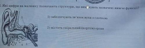 Укажіть цифри, якими позначені на малюнку структури, що відповідають наведеним функціям.​