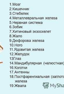 Какой орган есть у рыживого муровея1-кожа2-легкое3-жабры4-трахеи​