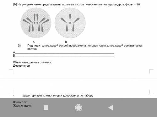 На рисунке ниже представлены половые и соматические клетки мушки дрозофилы – 2б. А ВПодпишите, под к