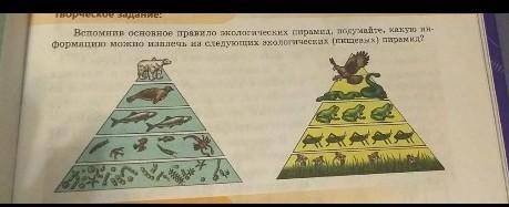 Вспомнив основное правило экологических пирамид, подумайте, какую ин формацию можно извлечь из следу