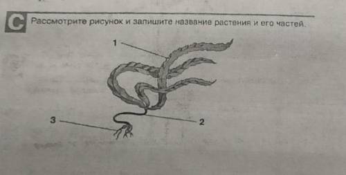 биология, 5 класс . рассмотрите рисунок и запишите название растения и его частей. ​