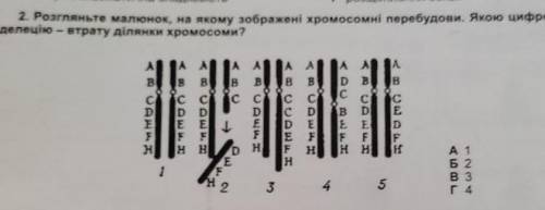 Розгляньте малюнок, на якому зображені хромосомні перебудови. Якою цифрою позначено делецію- втрату