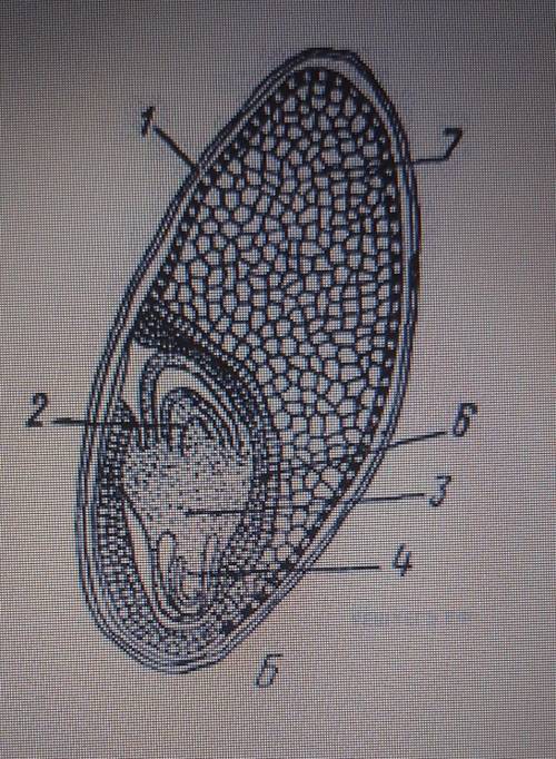 Каково значение этой структуры в жизнедеятельности семени?​
