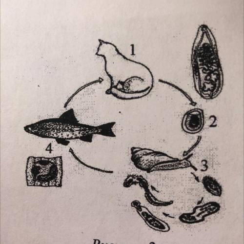 Рассмотрите рисунок 2, на котором представлен цикл развития кошачьего сосальщика, и ответьте на вопр