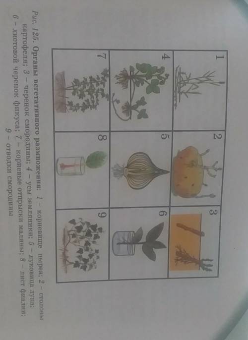 Рассмотрев рис 125 Составьте список растений которые размножаются своими органами​