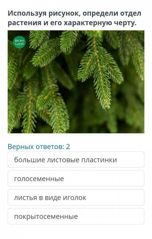 Верных ответов: 2 большие листовые пластинкиголосеменныелистья в виде иголокпокрытосеменные ​