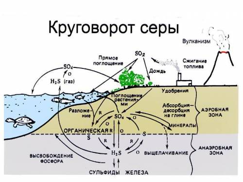 Опишите очень подробно круговорот серы в природе по этой схеме