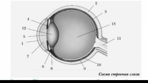Тест - рисунок. Занести напротив цифр соответствующие названия структур строения глаза.​