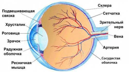 Тест - рисунок. Занести напротив цифр соответствующие названия структур строения глаза.​