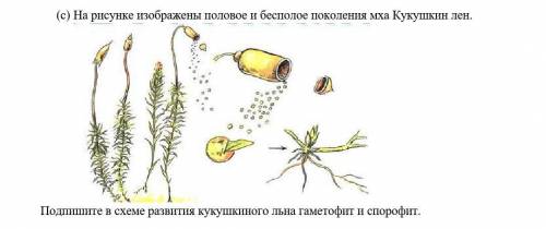 На рисунке изображены половое и бесполое поколения мха Кукушкин лен.​