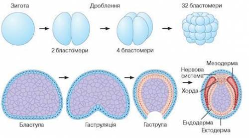 Які фази розвитку ембріону не співпадають в ембріогенезі людини і хордових тварин !