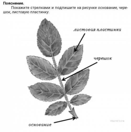 Рассмотрите Фотографию Листа Клена Выберите Характеристики