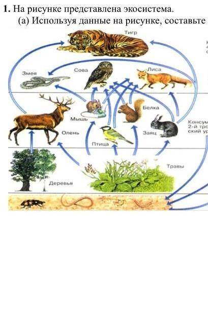 сор Используя данные на рисунке, составьте экологическую пирамиду​