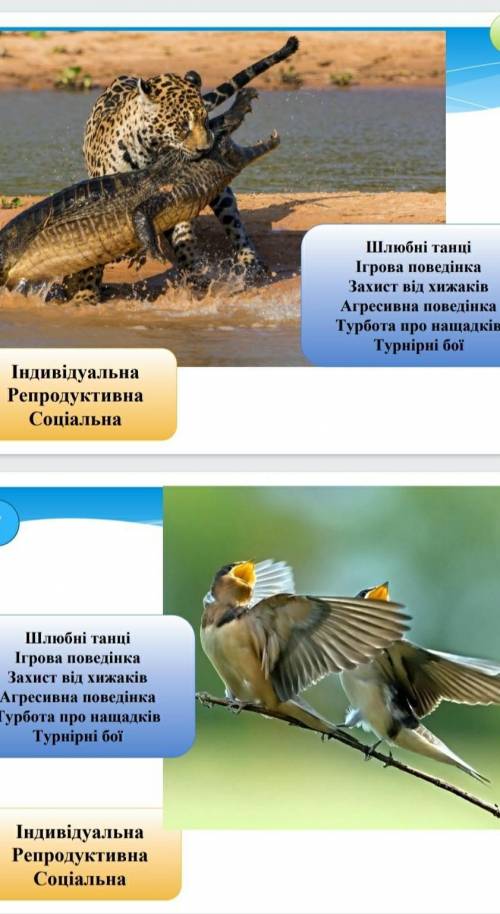 Практична робота 7 Визначення форм поведінки тваринМета навчитися розпізнавати форми ​