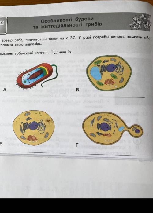 1)Клітини якіх організмів ви бачите на малюнку?2)Назвіть характерні особливості в будові клітин.3)Як