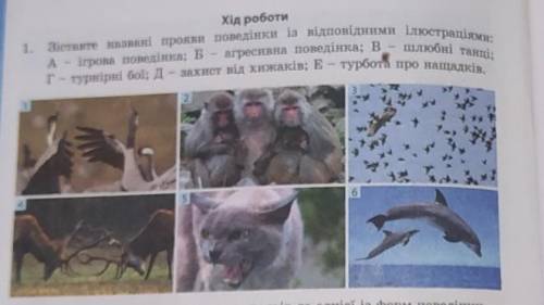 1. Зіставте названі прояви поведінки із відповідними ілюстраціями: А - ігрова поведінка; Б – агресив