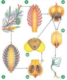 Используя схему, назовите и опишите поэтапно процесс развития голосеменных растений.